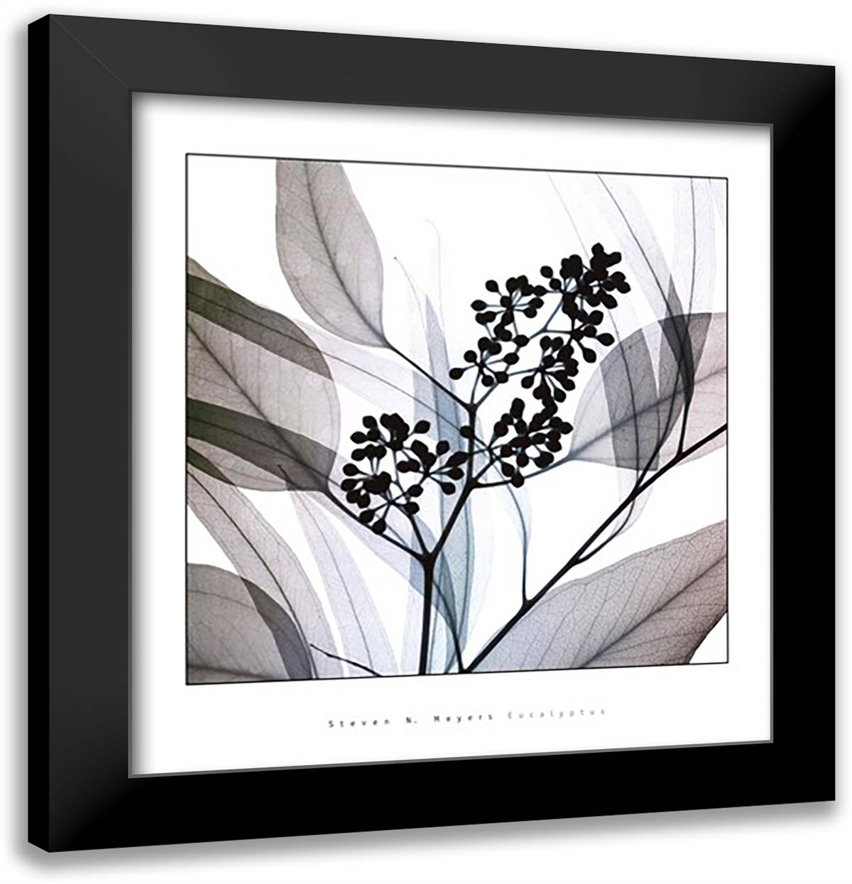 Eucalyptus 28x30 Black Modern Wood Framed Art Print Poster by Meyers, Steven N.