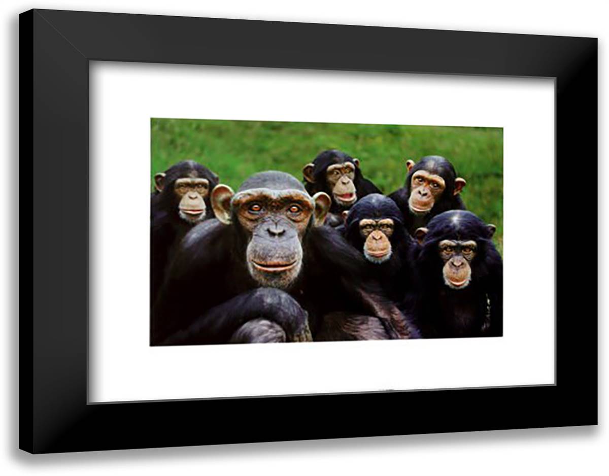 Chimpanzees 20x16 Black Modern Wood Framed Art Print Poster by Bloom, Steve