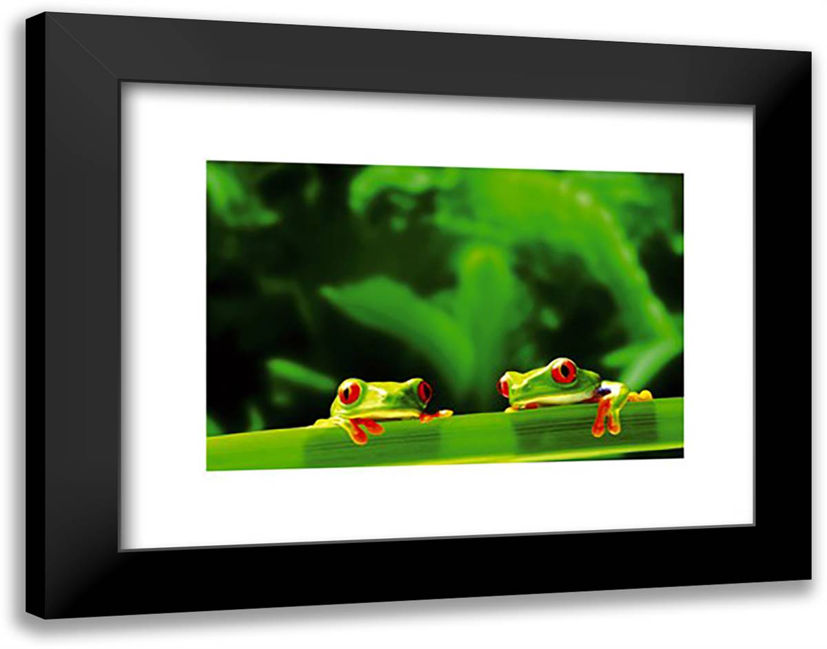 Red Eyed Tree Frogs 20x16 Black Modern Wood Framed Art Print Poster by Swift, Chase