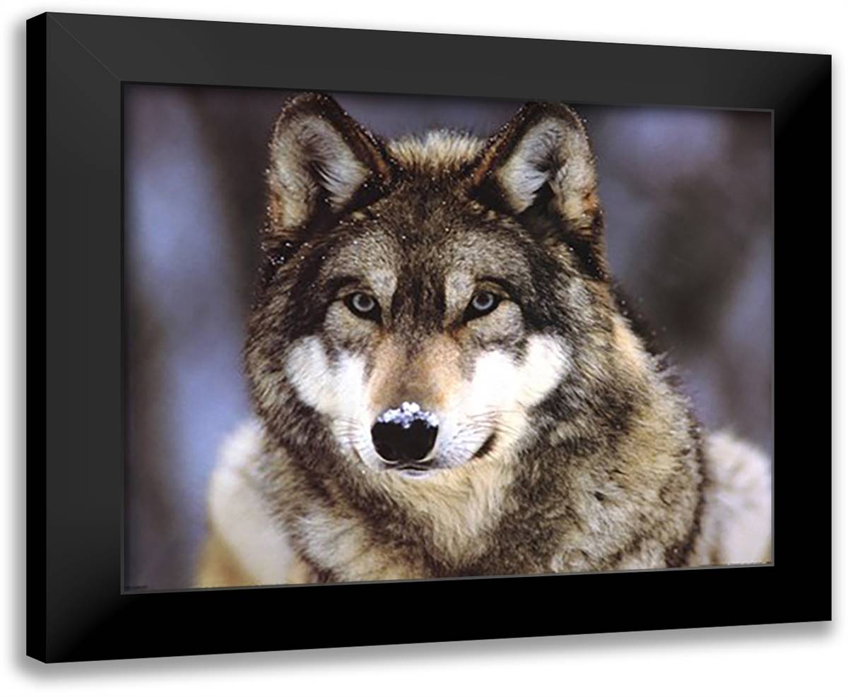 Grey Wolf 24x20 Black Modern Wood Framed Art Print Poster