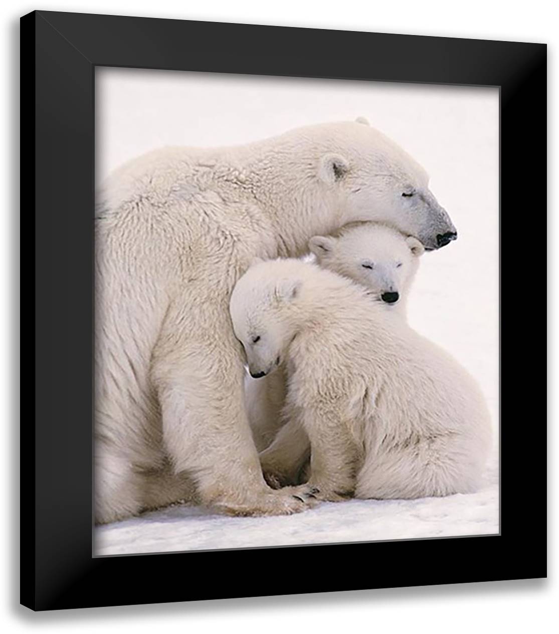 Polar Bear Family 20x24 Black Modern Wood Framed Art Print Poster