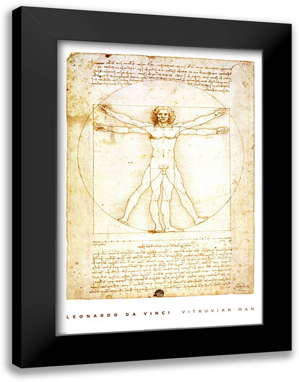Vitruvian Man 28x40 Black Modern Wood Framed Art Print Poster by da Vinci, Leonardo