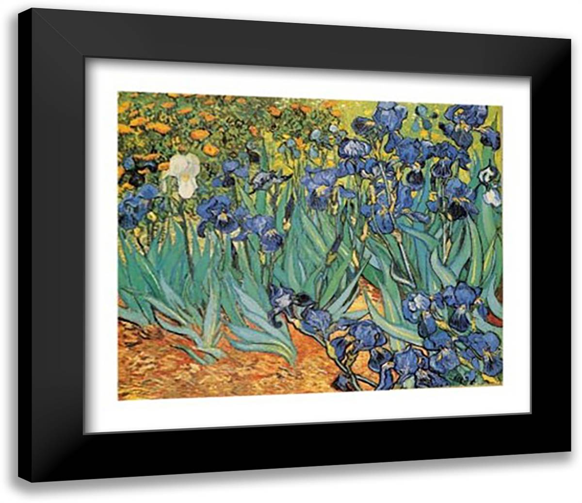 Garden Of Irises 32x26 Black Modern Wood Framed Art Print Poster by Van Gogh, Vincent