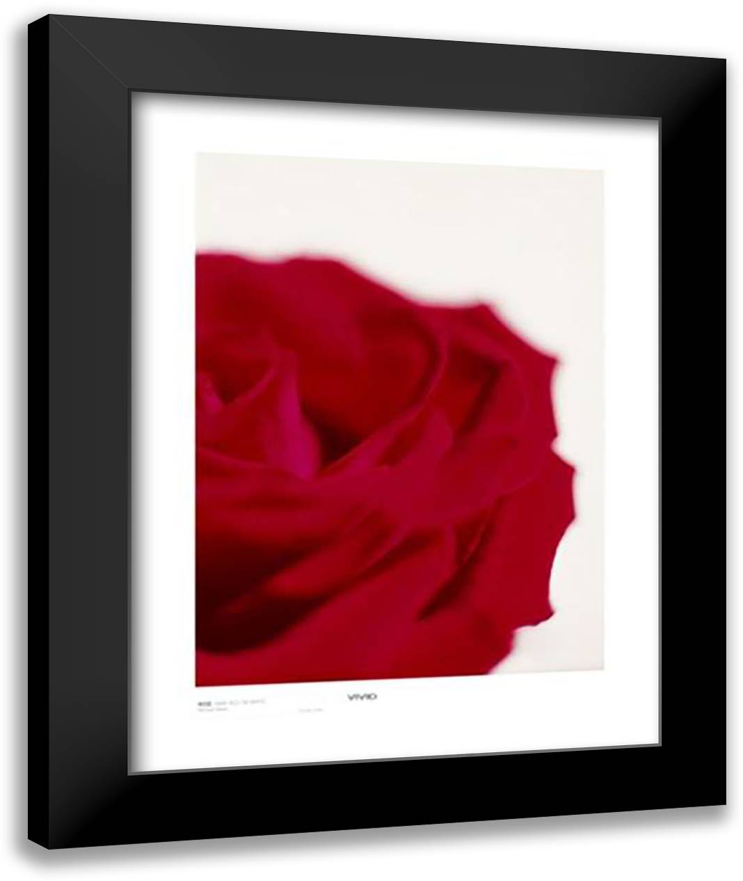 Rose, Dark Red On White 28x36 Black Modern Wood Framed Art Print Poster by Banks, Michael