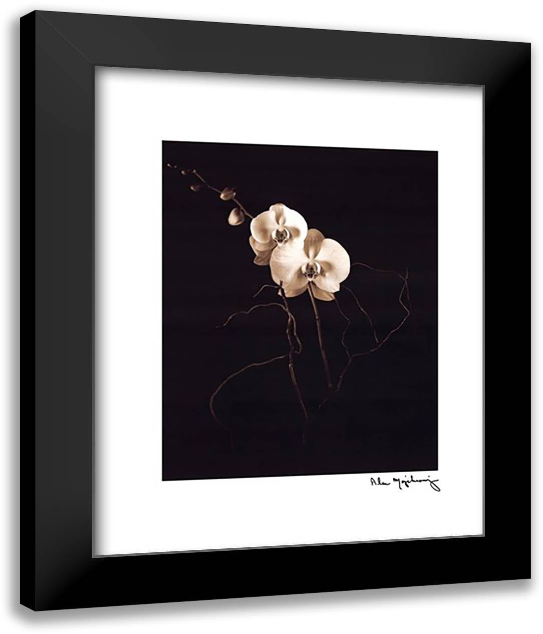 White Phalaenopsis Orchid 20x24 Black Modern Wood Framed Art Print Poster by Majchrowicz, Alan