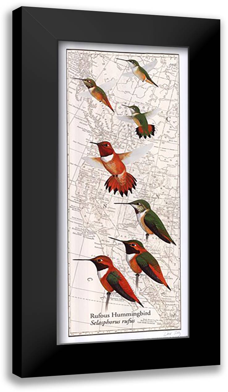 Rufous Hummingbird 12x24 Black Modern Wood Framed Art Print Poster by Sibley, David