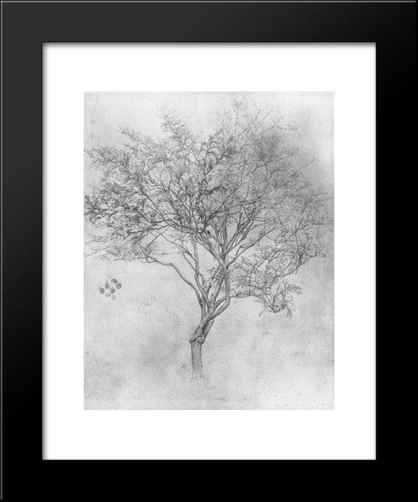Study Of A Lemon Tree 20x24 Black Modern Wood Framed Art Print Poster by Leighton, Frederic