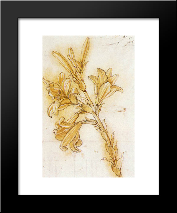 Lily 20x24 Black Modern Wood Framed Art Print Poster by da Vinci, Leonardo