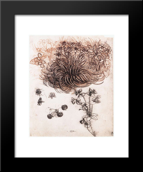 Star Of Bethlehem And Other Plants 20x24 Black Modern Wood Framed Art Print Poster by da Vinci, Leonardo