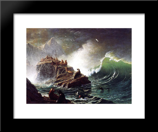 Seals On The Rocks, Farallon Islands 20x24 Black Modern Wood Framed Art Print Poster by Bierstadt, Albert