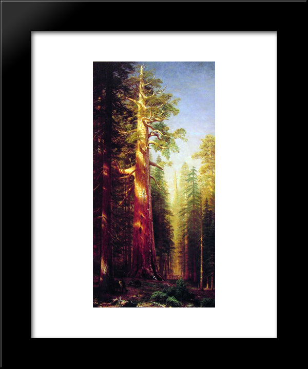The Great Trees, Mariposa Grove, California 20x24 Black Modern Wood Framed Art Print Poster by Bierstadt, Albert