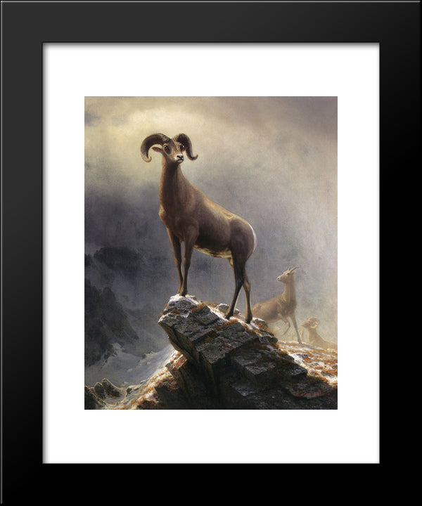 Rocky Mountain Sheep 20x24 Black Modern Wood Framed Art Print Poster by Bierstadt, Albert