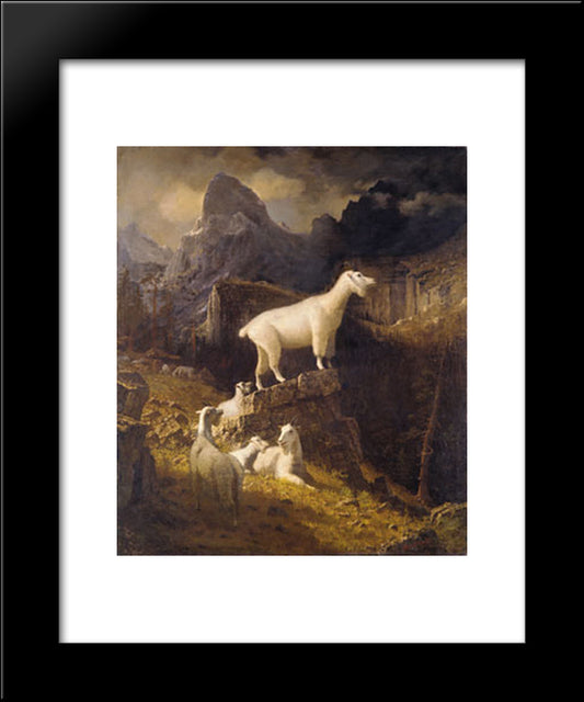 Rocky Mountain Goats 20x24 Black Modern Wood Framed Art Print Poster by Bierstadt, Albert