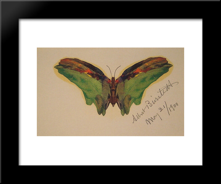 Butterfly 20x24 Black Modern Wood Framed Art Print Poster by Bierstadt, Albert