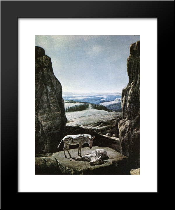 Sleeping Zebra 20x24 Black Modern Wood Framed Art Print Poster by Willink, Carel