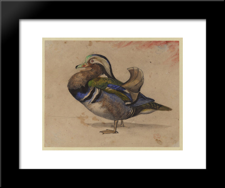 A Mandarin Drake 20x24 Black Modern Wood Framed Art Print Poster by Delacroix, Eugene
