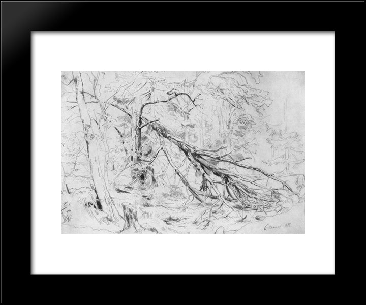 Broken Birch 20x24 Black Modern Wood Framed Art Print Poster by Shishkin, Ivan