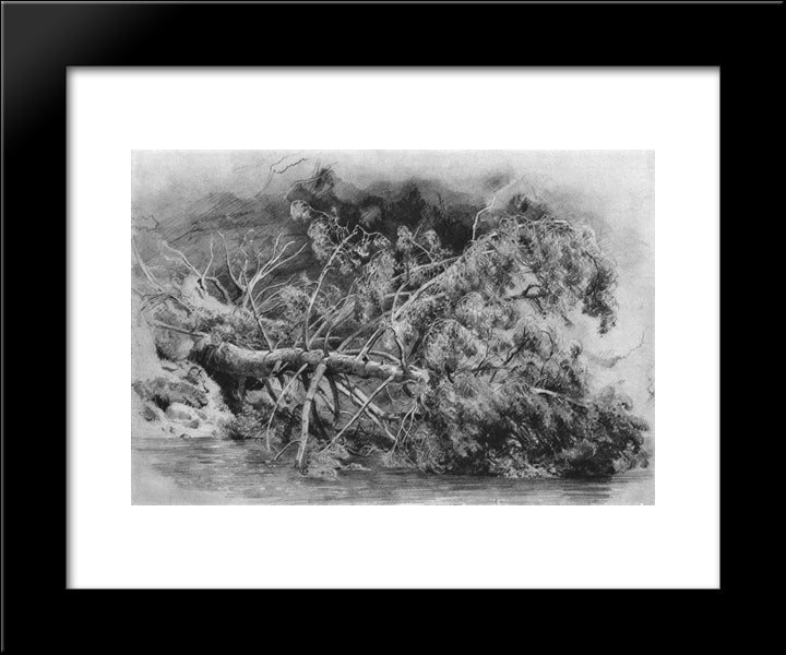 Fallen Tree. Siverskaya 20x24 Black Modern Wood Framed Art Print Poster by Shishkin, Ivan