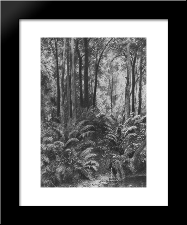 Ferns In The Forest 20x24 Black Modern Wood Framed Art Print Poster by Shishkin, Ivan