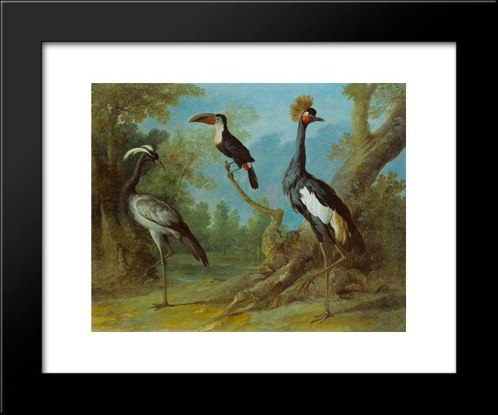 Demoiselle Crane, Toucan, And Tufted Crane 20x24 Black Modern Wood Framed Art Print Poster by Oudry, Jean Baptiste