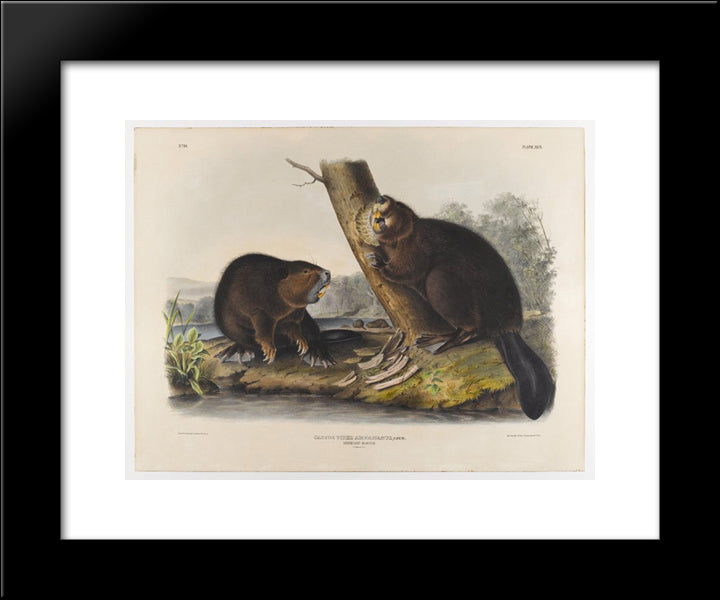 American Beaver 20x24 Black Modern Wood Framed Art Print Poster by Audubon, John James