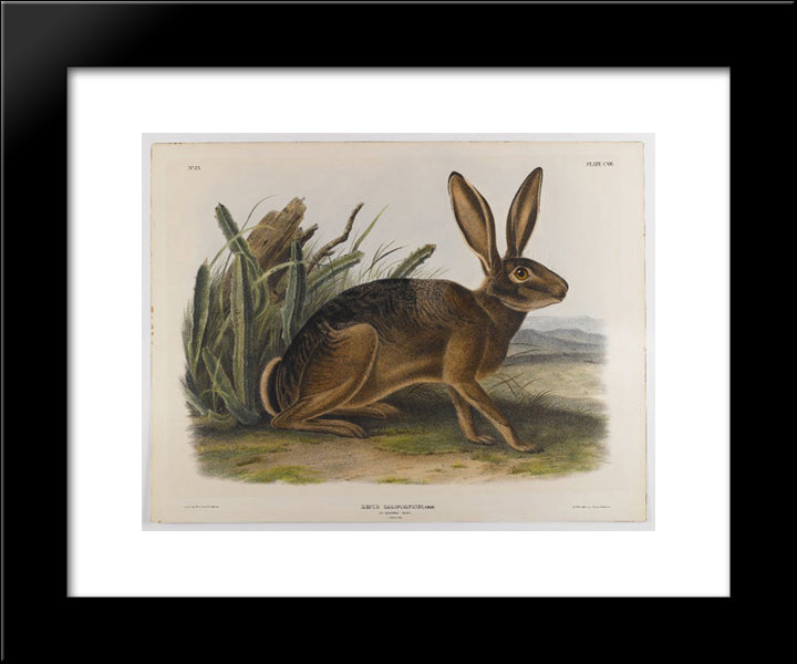 California Hare 20x24 Black Modern Wood Framed Art Print Poster by Audubon, John James