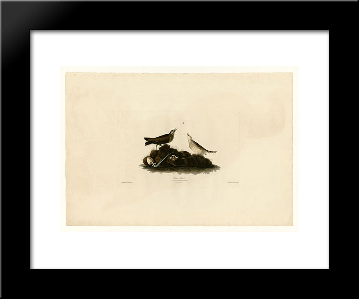 Plate 10. Brown Titlark 20x24 Black Modern Wood Framed Art Print Poster by Audubon, John James