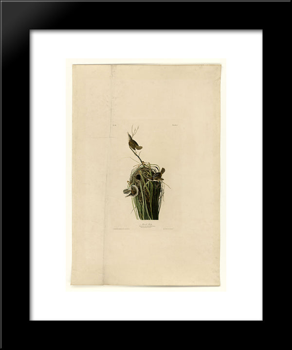 Plate 100 Marsh Wren 20x24 Black Modern Wood Framed Art Print Poster by Audubon, John James