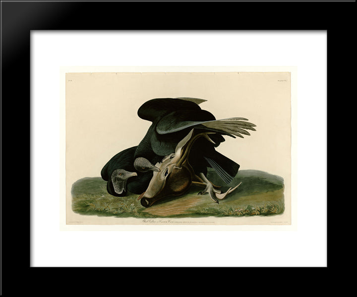 Plate 106 Black Vulture Or Carrion Crow 20x24 Black Modern Wood Framed Art Print Poster by Audubon, John James