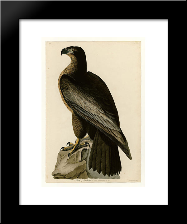Plate 11. Bird Of Washington 20x24 Black Modern Wood Framed Art Print Poster by Audubon, John James