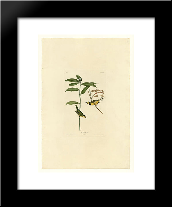 Plate 110 Hooded Warbler 20x24 Black Modern Wood Framed Art Print Poster by Audubon, John James