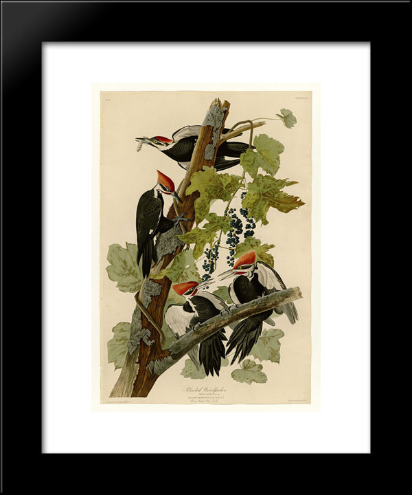 Plate 111 Pileated Woodpecker 20x24 Black Modern Wood Framed Art Print Poster by Audubon, John James
