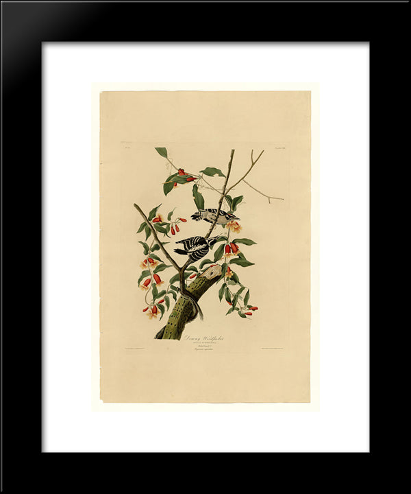 Plate 112 Downy Woodpecker 20x24 Black Modern Wood Framed Art Print Poster by Audubon, John James