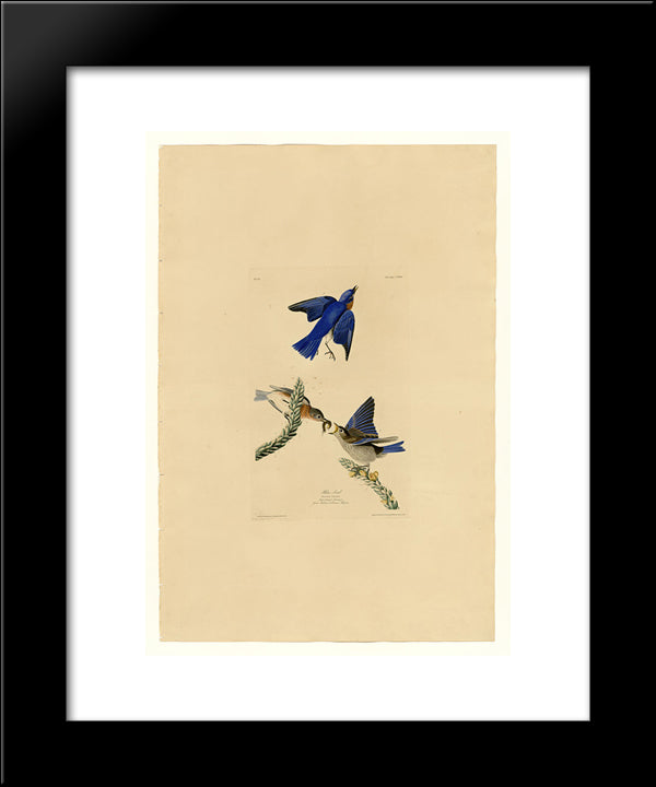 Plate 113 Blue-Bird 20x24 Black Modern Wood Framed Art Print Poster by Audubon, John James