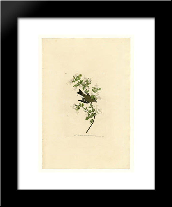 Plate 115 Wood Pewee 20x24 Black Modern Wood Framed Art Print Poster by Audubon, John James