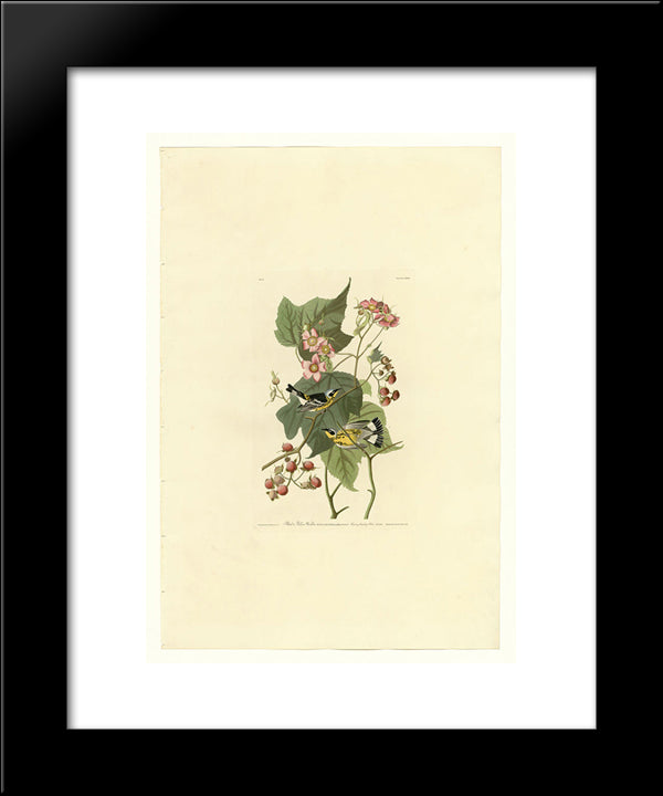 Plate 123 Black & Yellow Warblers 20x24 Black Modern Wood Framed Art Print Poster by Audubon, John James