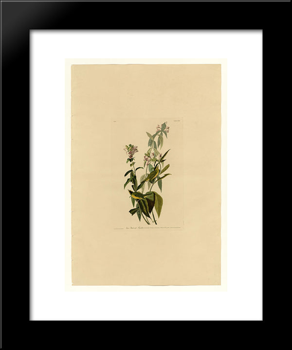 Plate 124 Green Black-Capt Flycatcher 20x24 Black Modern Wood Framed Art Print Poster by Audubon, John James