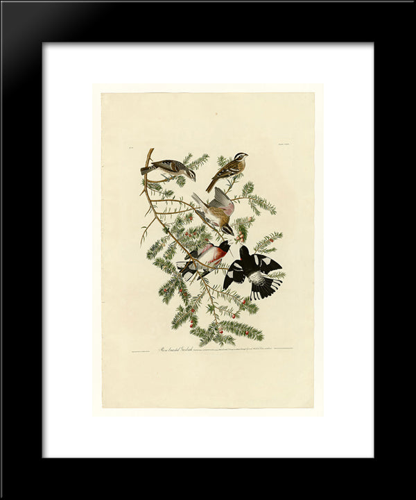 Plate 127 Rose-Breasted Grosbeak 20x24 Black Modern Wood Framed Art Print Poster by Audubon, John James