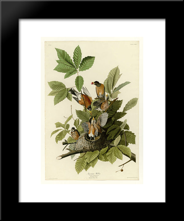 Plate 131 American Robin 20x24 Black Modern Wood Framed Art Print Poster by Audubon, John James