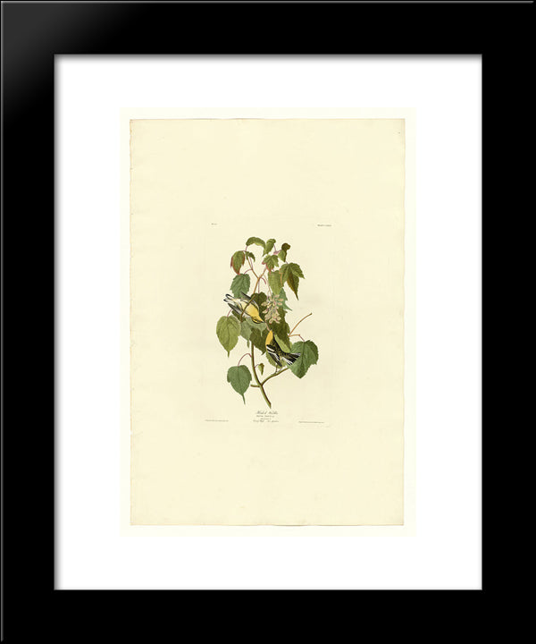 Plate 134 Hemlock Warbler 20x24 Black Modern Wood Framed Art Print Poster by Audubon, John James