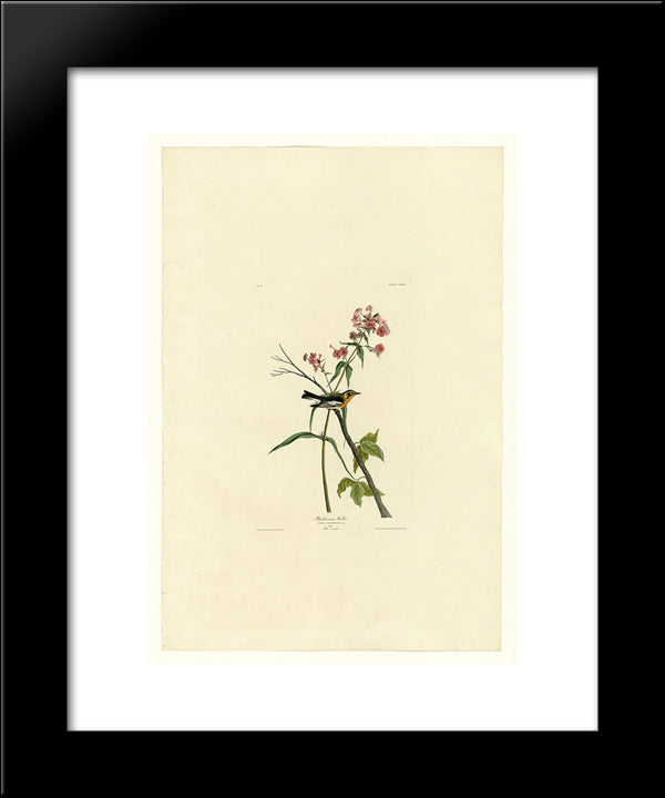 Plate 135 Blackburnian Warbler 20x24 Black Modern Wood Framed Art Print Poster by Audubon, John James