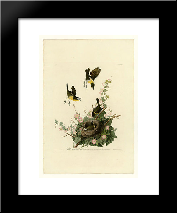 Plate 137 Yellow-Breasted Chat 20x24 Black Modern Wood Framed Art Print Poster by Audubon, John James
