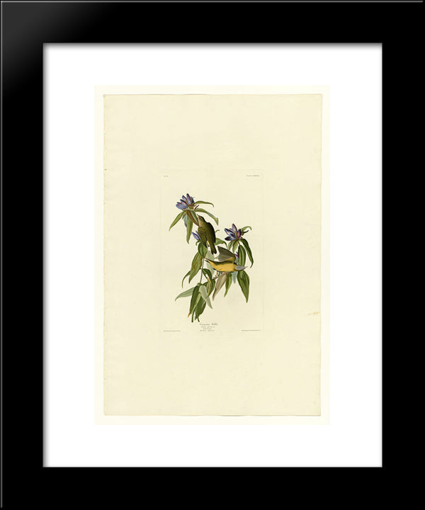 Plate 138 Connecticut Warbler 20x24 Black Modern Wood Framed Art Print Poster by Audubon, John James