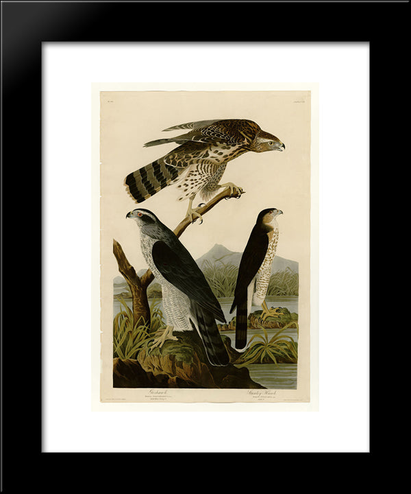 Plate 141 I. Goshawk - 2. Stanley Hawk 20x24 Black Modern Wood Framed Art Print Poster by Audubon, John James