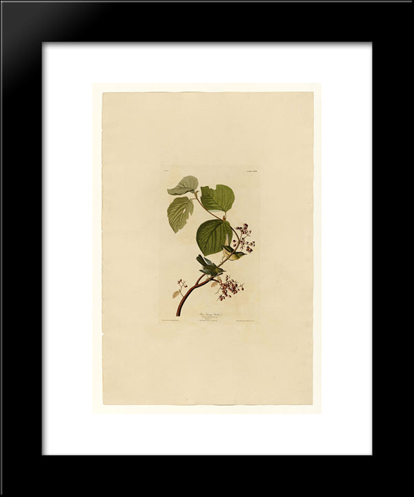 Plate 148 Pine Swamp Warbler 20x24 Black Modern Wood Framed Art Print Poster by Audubon, John James