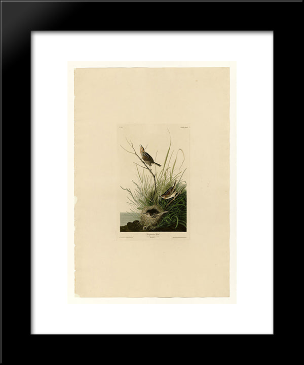 Plate 149 Sharp-Tailed Finch 20x24 Black Modern Wood Framed Art Print Poster by Audubon, John James