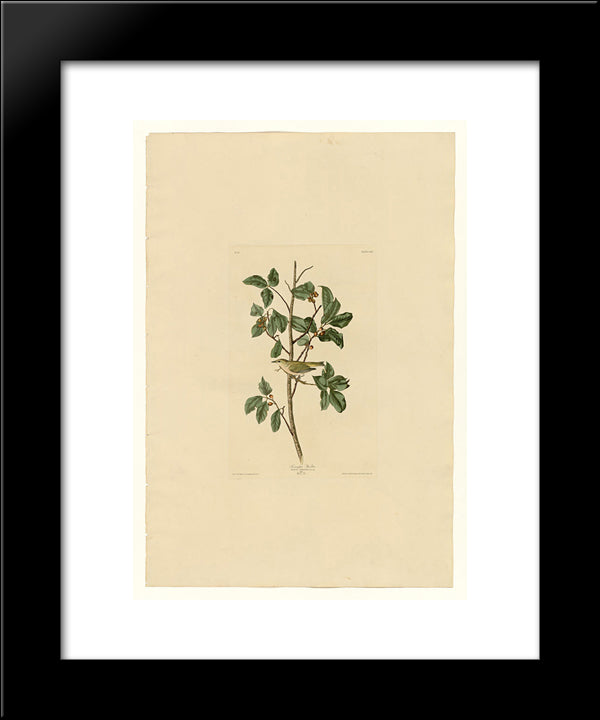 Plate 154 Tennessee Warbler 20x24 Black Modern Wood Framed Art Print Poster by Audubon, John James