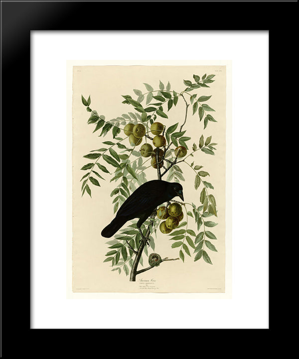 Plate 156 American Crow 20x24 Black Modern Wood Framed Art Print Poster by Audubon, John James