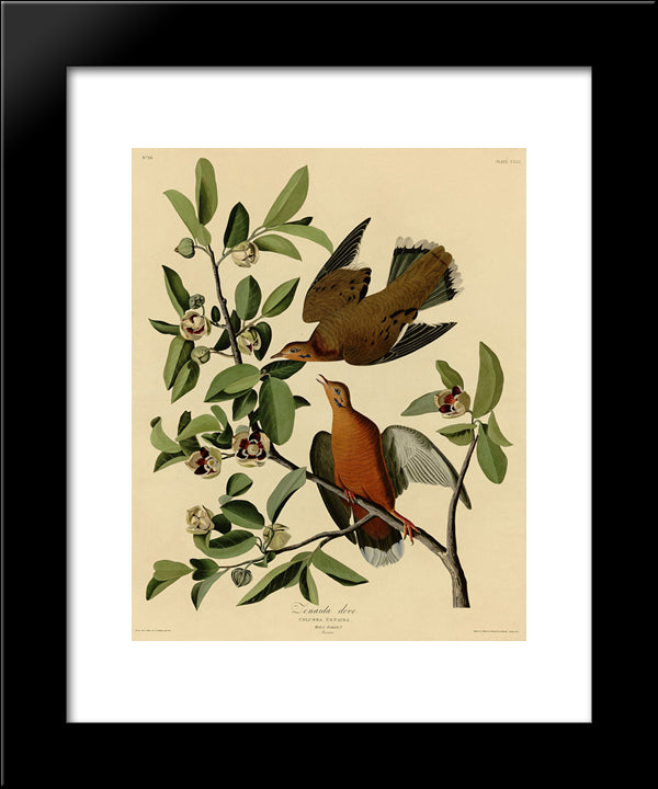 Plate 162 Zenaida Dove 20x24 Black Modern Wood Framed Art Print Poster by Audubon, John James