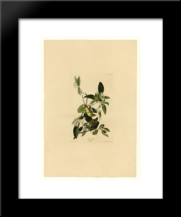 Plate 163 Palm Warbler 20x24 Black Modern Wood Framed Art Print Poster by Audubon, John James